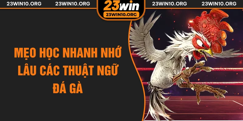 Mẹo học nhanh nhớ lâu các thuật ngữ đá gà
